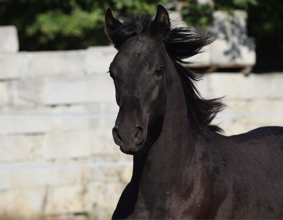 Kary ogierek małopolski