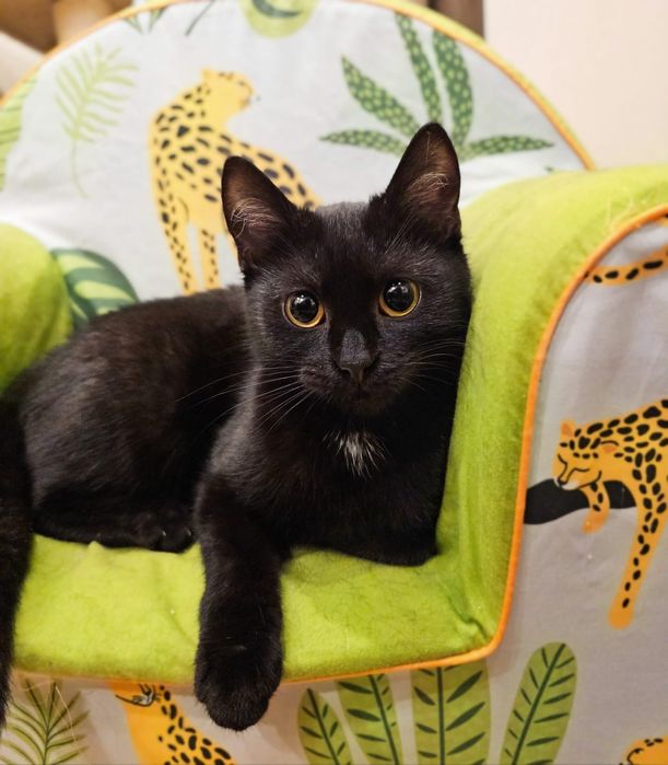 Władzia - mała, drobna kotka szuka domu! Ur. 05-2025