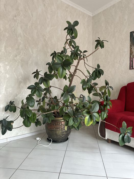 Фікус  з керамічним горшком