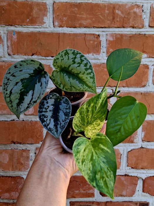 Набор Сциндапсус 3 рослини