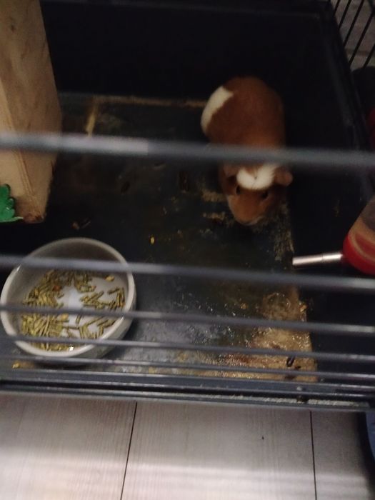 Odam za darmo świnkę morską cały zestaw