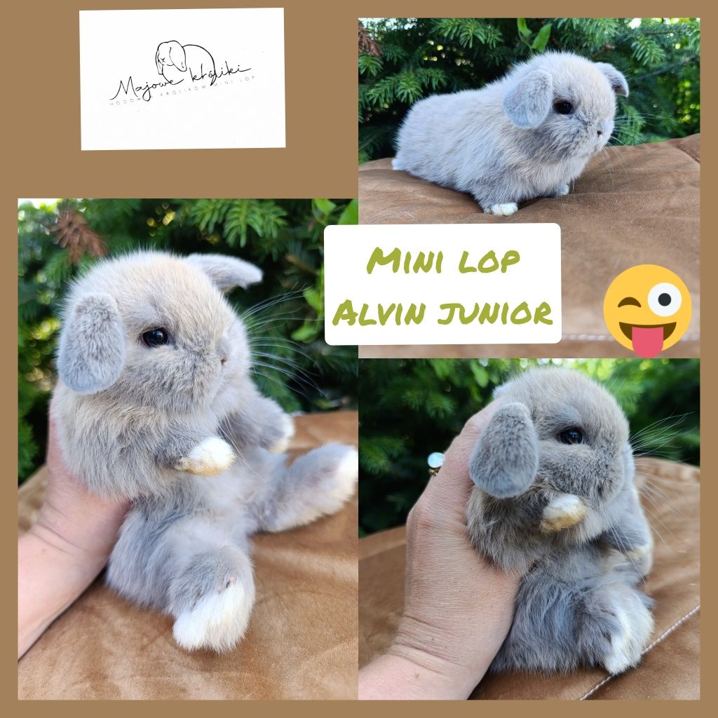 Królik króliczek mini lop hodowla zarejestrowana