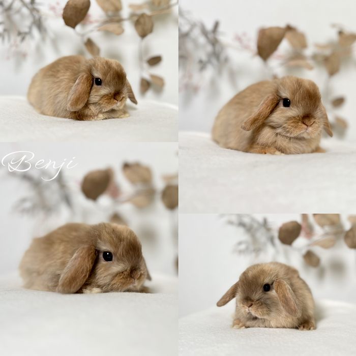 Króliczki Karzełki Niderlandzkie, Teddy, Mini Lop domowe uszaki