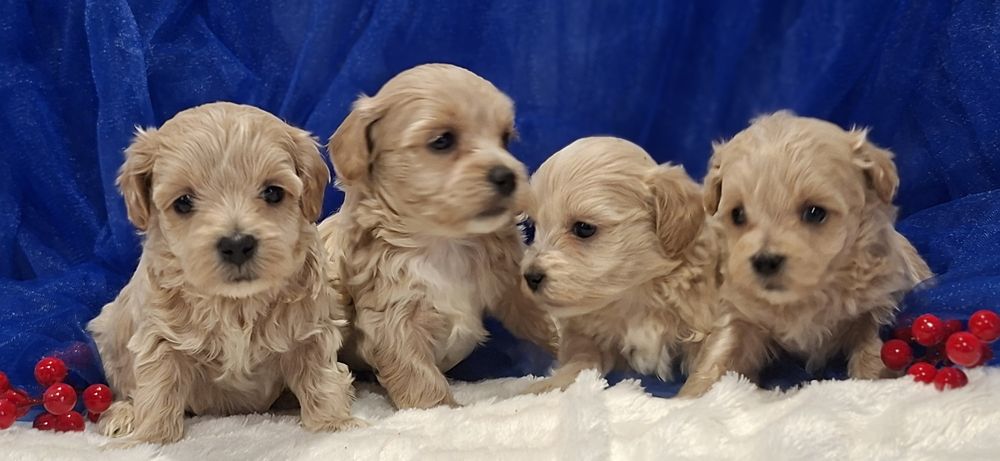 Pieski maltipoo z metryką do odbioru po 15 grudnia