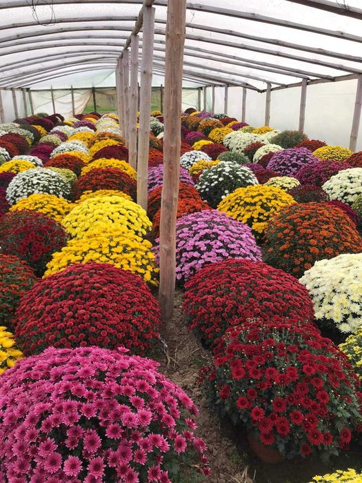 Chryzantemy drobnokwiatowe