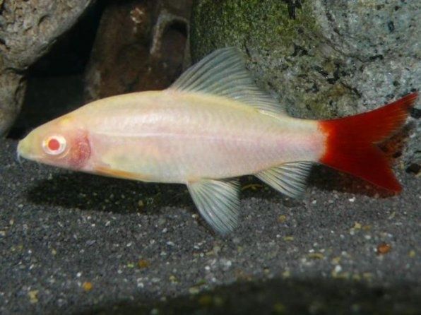 Лабео альбінос рибка акваріумна