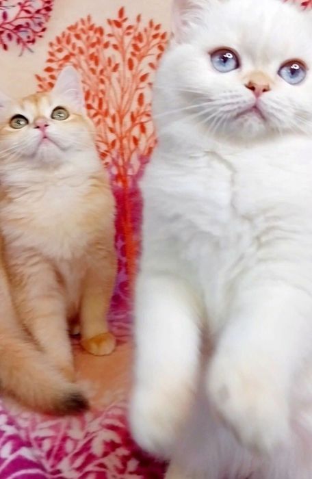 Чарівні шиншилові кошенята ведмежата