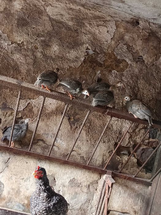 Sprzedam młode kaczki i perliczki