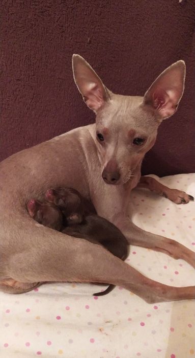 ШОКоладные тойчики