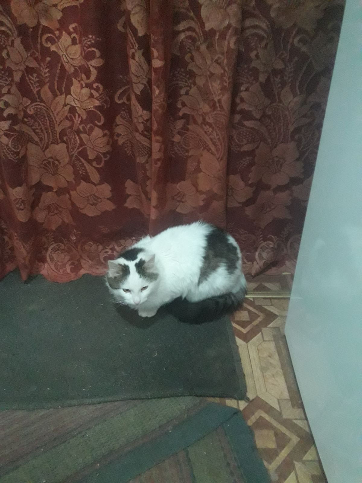 Отдам даром кот 1 год 2 месяца.