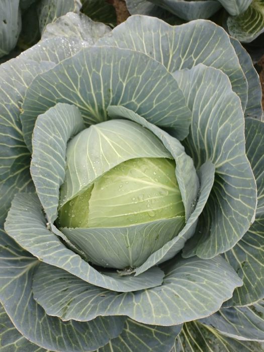 Kapusta świeża - cała lub szatkowana