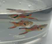 Guppy linhagem endler
