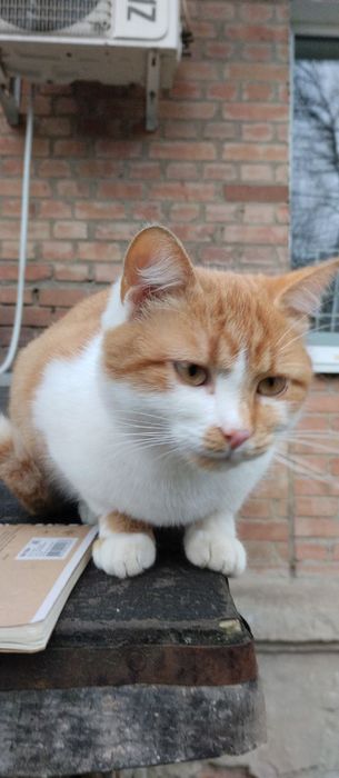 Кішка безкоштовно