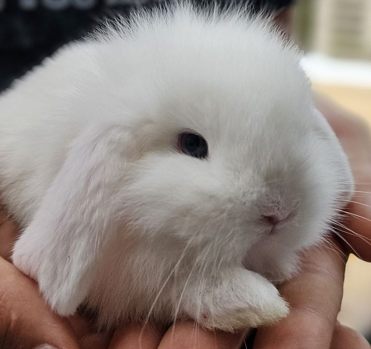 Coelhos anões vacinados