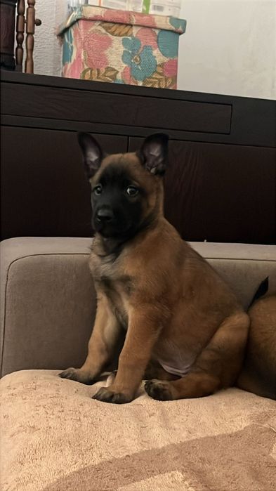 Pastor Belga disponível