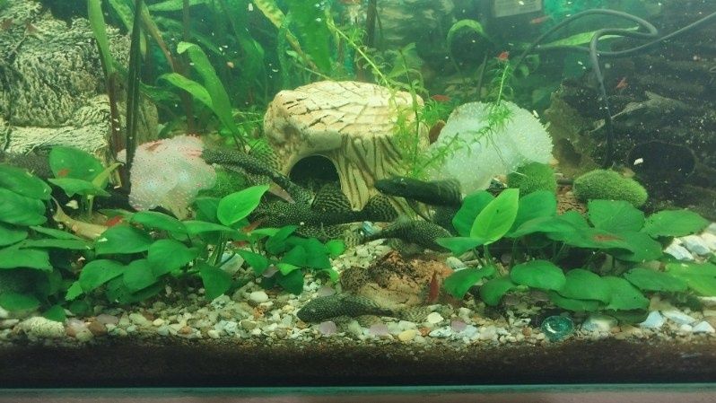 Glonojad Glonojady Zbrojniki pospolite