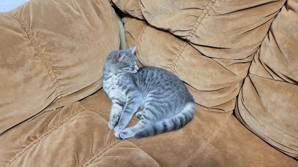 Молоденька кішечка Асма