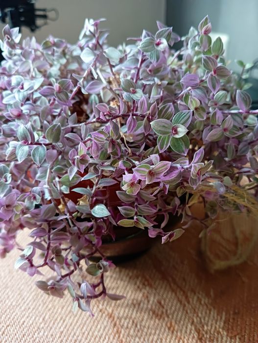 Каллизия ползучая Розовая пантера, мини традесканция