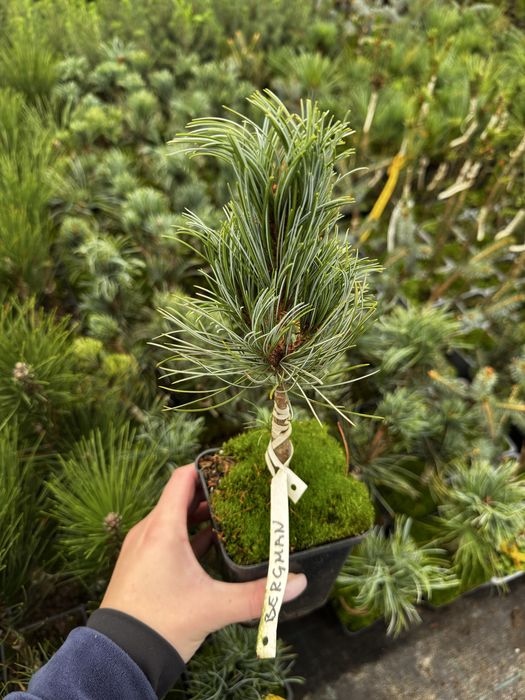 Туя смарагд.Однорічні прищеплені (привиті) хвойні рослини