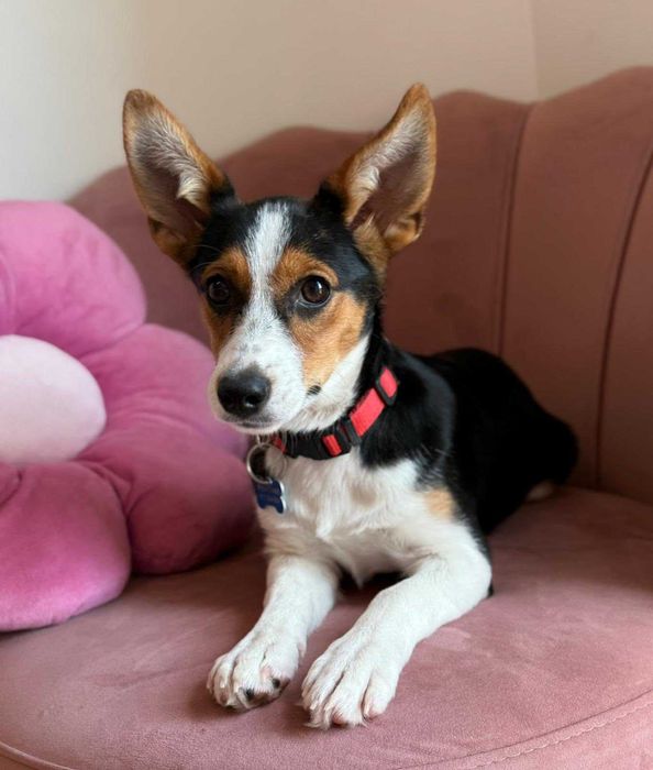 Mała Debra do adopcji!