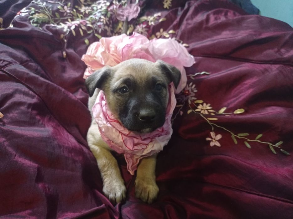 Гарні цуценя охоронці