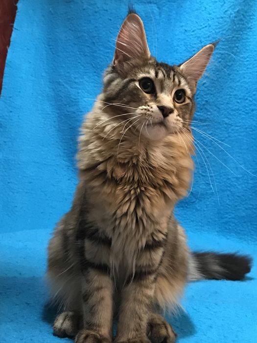 Дівчинка чорний мармуровий