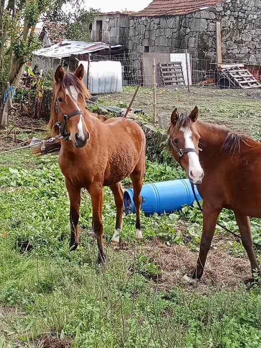 Poldras cruzadas lusitana