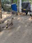 Pato Rouen macho