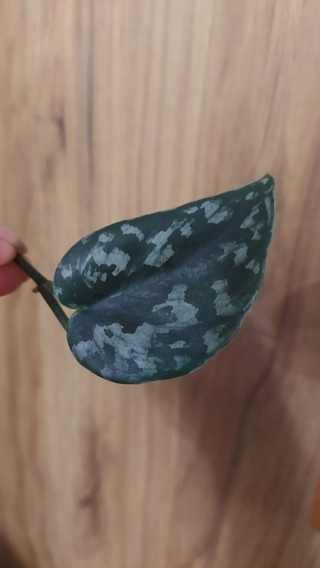 Scindapsus Black Mamba - Rarytas