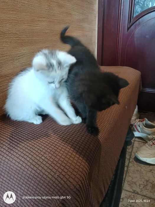 Oddam kociątka za darmo