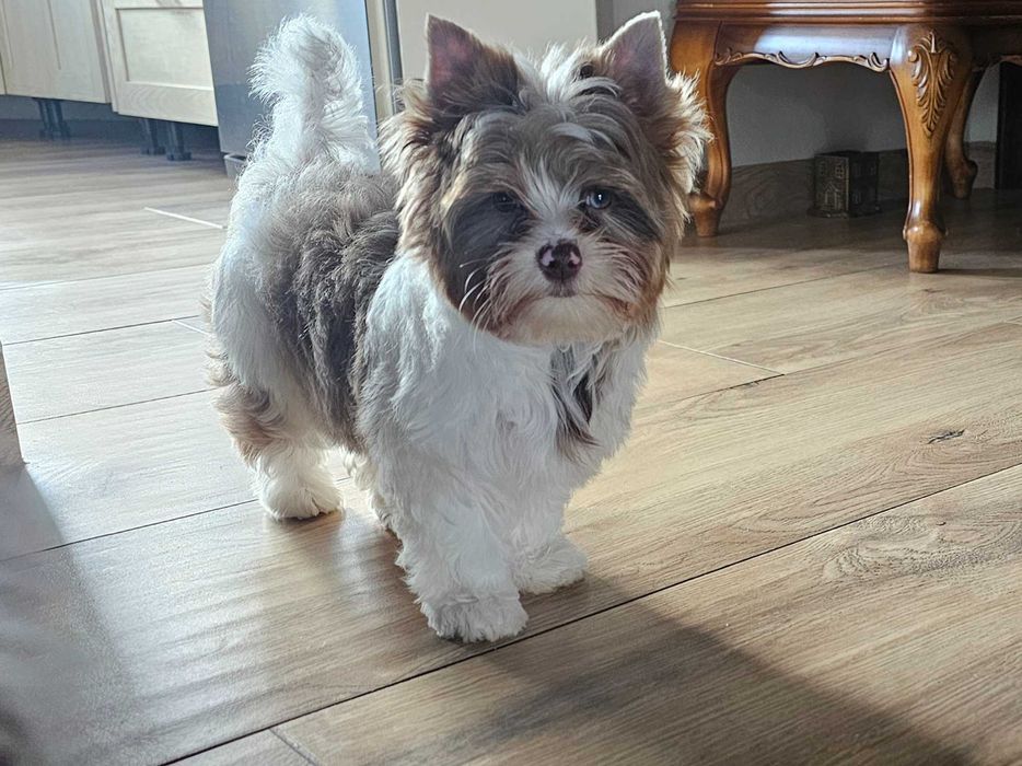 Yorkshire terrier-York Chocoberry
