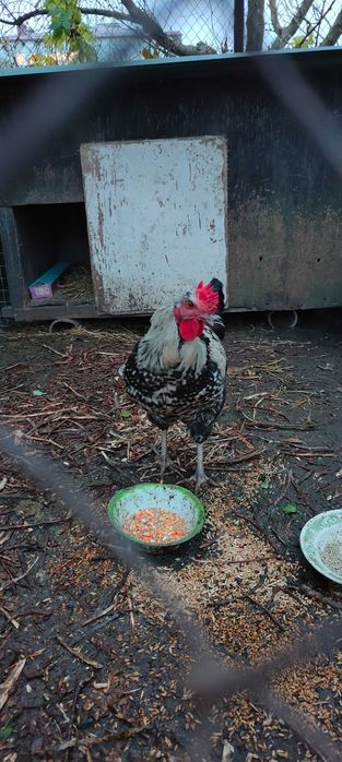 Продам молодого півника віком 4 місяці