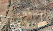 Terreno - Olival 3000 m2