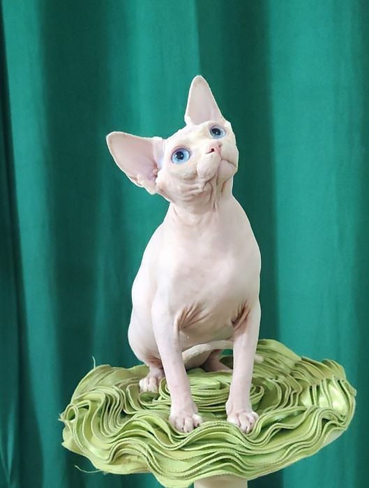 Голубоокий чудний хлопчик