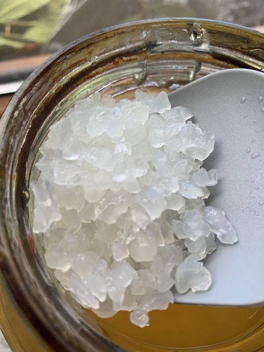 Alga algi japonskie  kefir wodny