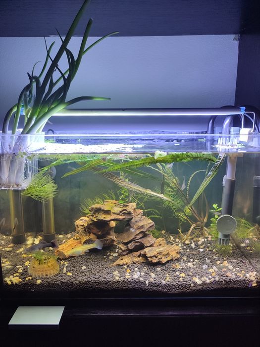 Guppys Fêmeas 4 meses.