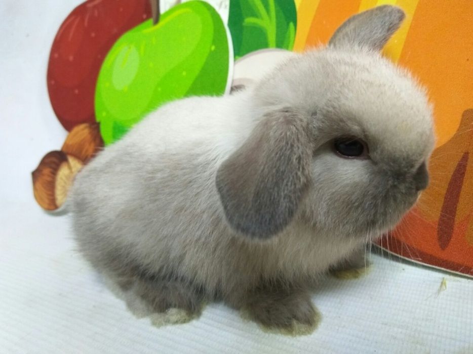 Вислоухий баран NHD