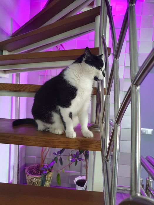 Передам кішку в добрі руки