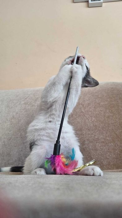 malutki słodziak do oddania