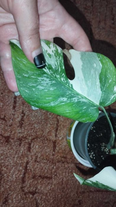 Монстера Варієгата Альба