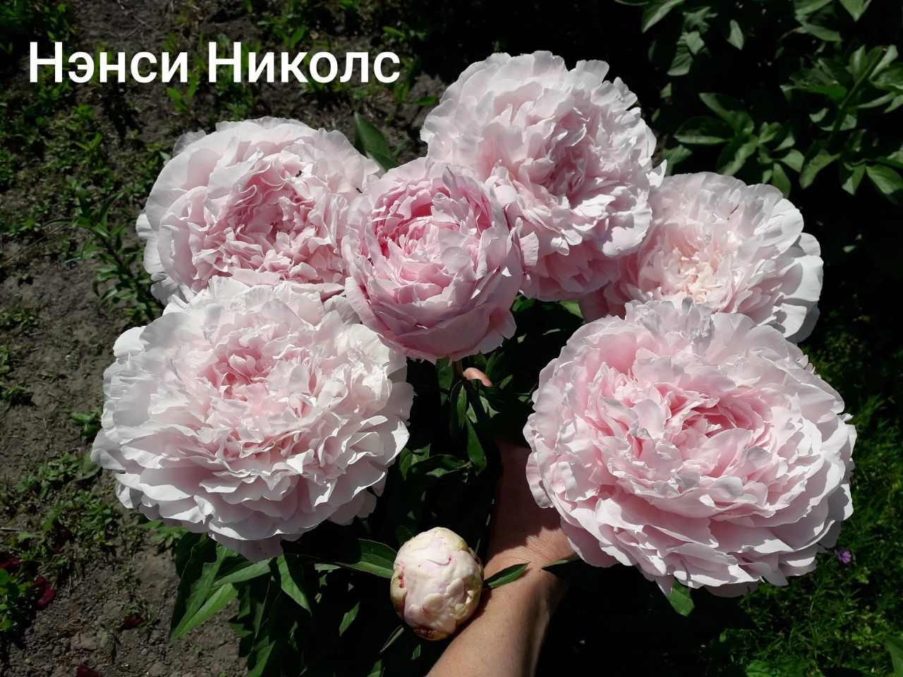 Півонія продаж кущіки