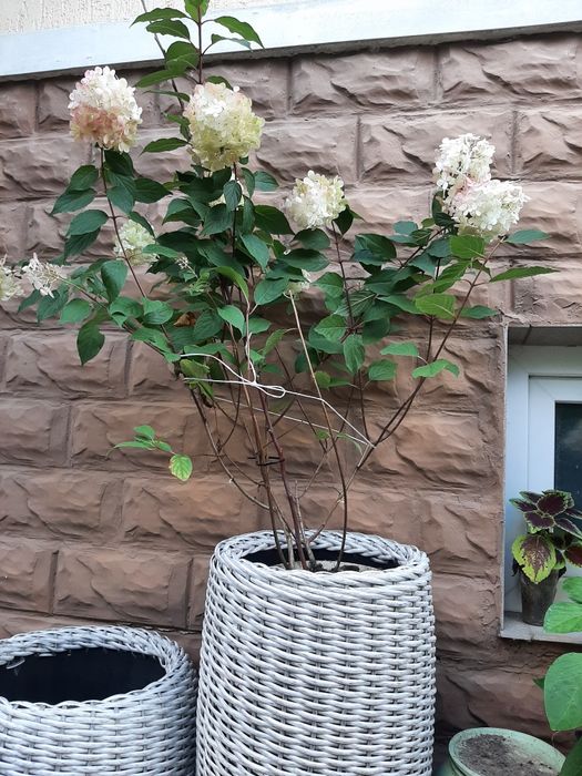 Ванила Фрайз  гортензия метельчатая 2 х летняя