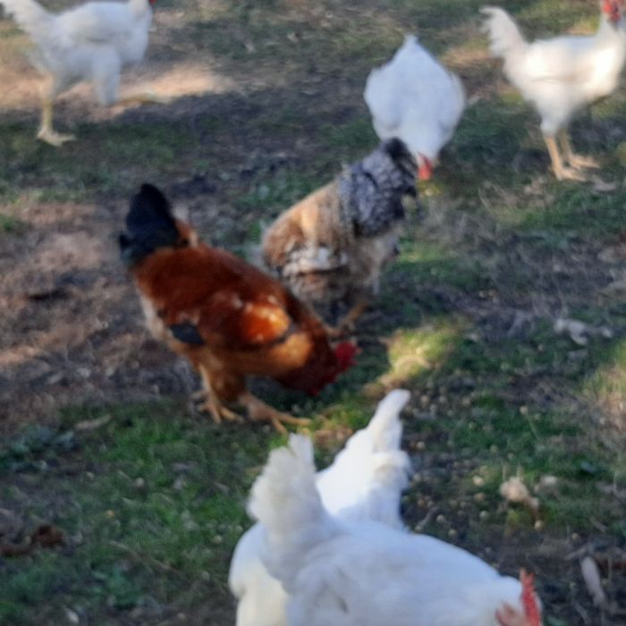 Galos caseiros pica no chão