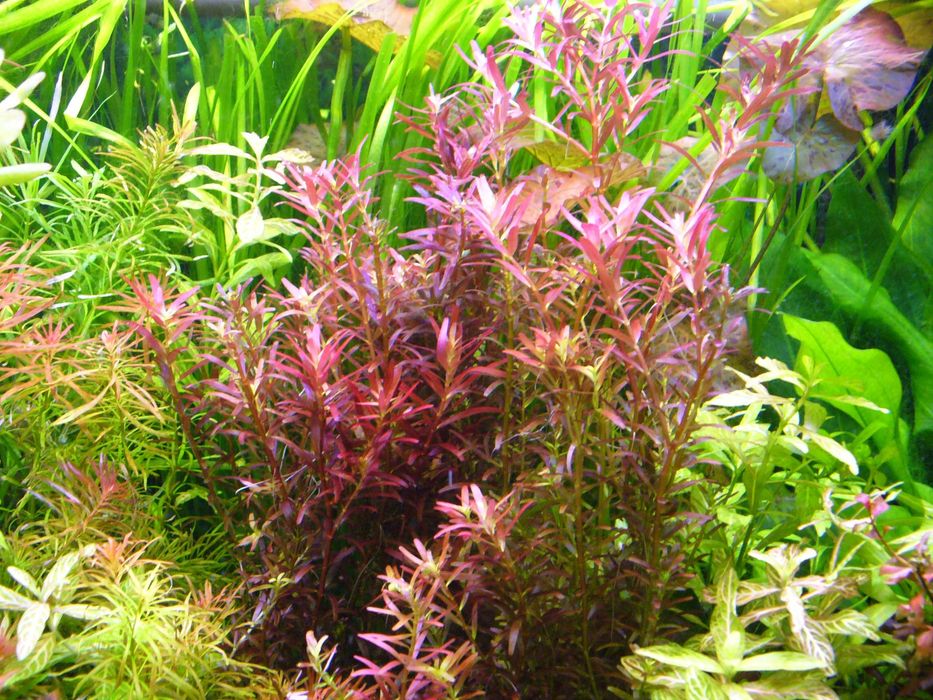Rotala Blood Red Singapore-zestawy.