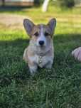 Welsh Corgi Pembroke suczka gotowa do odbioru metryka chip