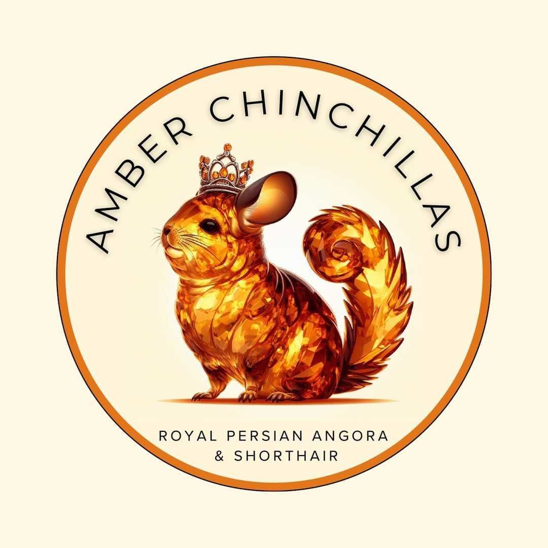 Amber Chinchillas* szynszyla domowa hodowla Angora RPA