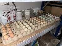 Ovos faisão dourado, perdiz vermelha e virginia, araucana e leghorn