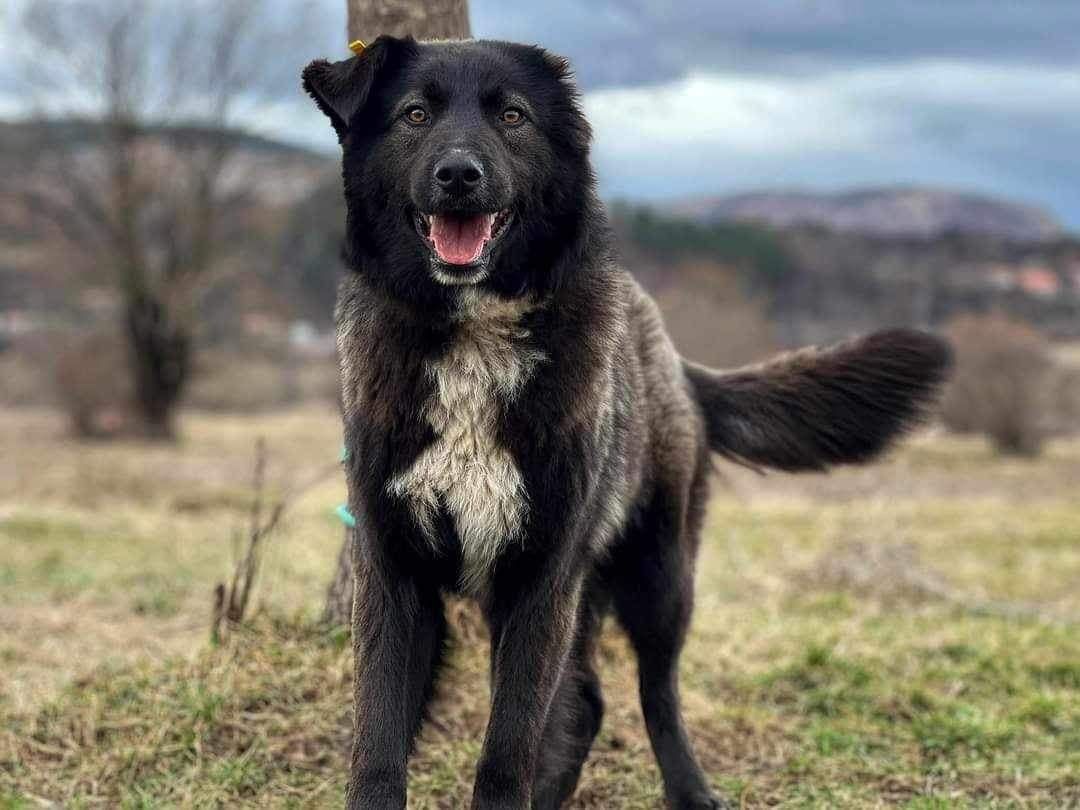 GOGI - ok. 1 roku, ŁAGODNY wesoły pies