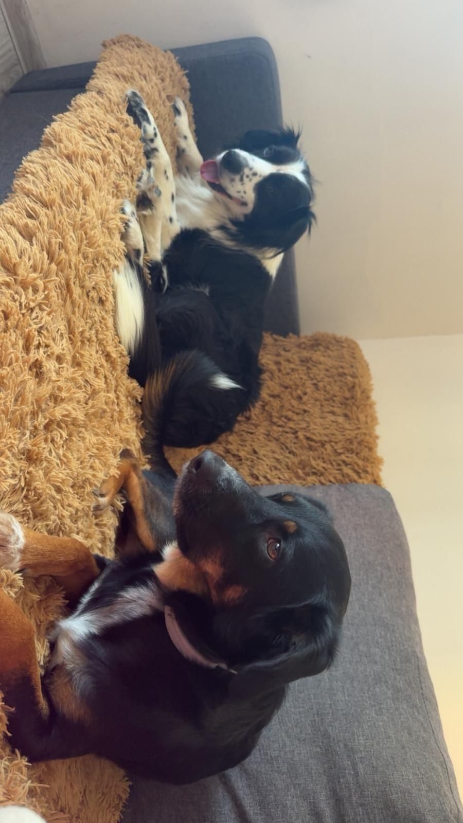Do adopcji w typie border collie