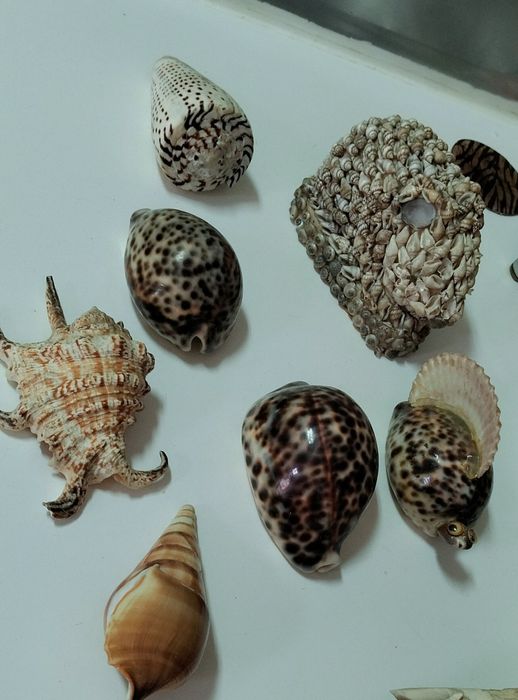 Conjunto Conchas originais muito antigas